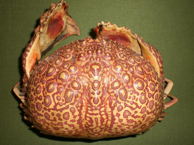 calappa japonica T.F. coll. dorsal view.jpg